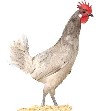Imagen facilitada por el Instituto Nacional de Investigación y Tecnología Agraria y Alimentaria (INIA).<br/>Fuente: “Razas españolas de gallinas. El programa de conservación del INIA (1975- 2010)”.<br/>Sexo: Hembra.