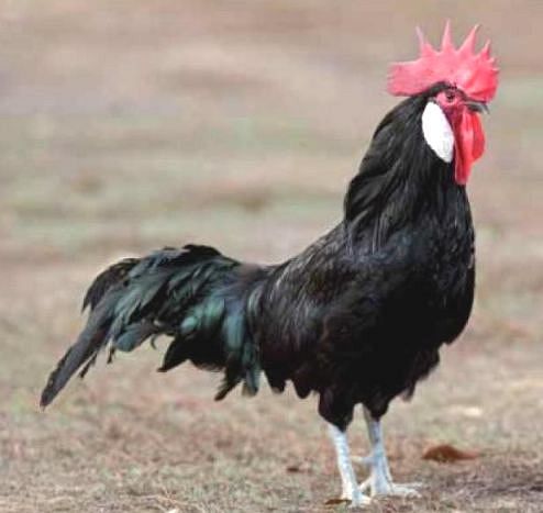 Imagen facilitada por el Instituto Nacional de Investigación y Tecnología Agraria y Alimentaria (INIA).<br/>Fuente: “Razas españolas de gallinas. El programa de conservación del INIA (1975- 2010)”.<br/>Sexo: Macho.
