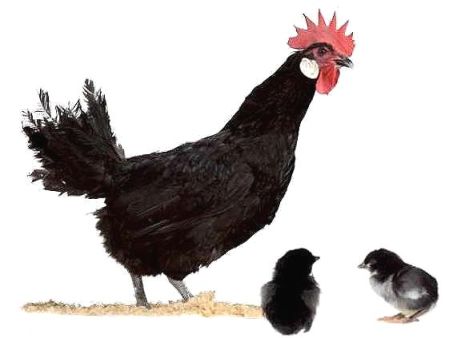 Imagen facilitada por el Instituto Nacional de Investigación y Tecnología Agraria y Alimentaria (INIA).<br/>Fuente: “Razas españolas de gallinas. El programa de conservación del INIA (1975- 2010)”.<br/>Sexo: hembra.