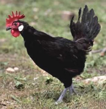Imagen facilitada por el Instituto Nacional de Investigación y Tecnología Agraria y Alimentaria (INIA).<br/>Fuente: “Razas españolas de gallinas. El programa de conservación del INIA (1975- 2010)”.<br/>Sexo: hembra.
