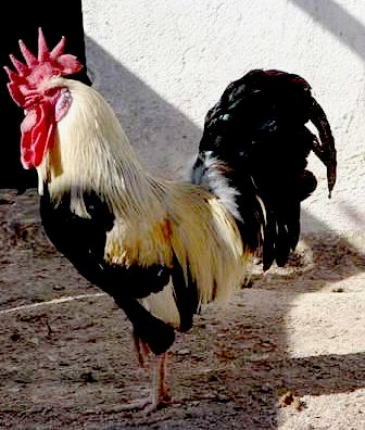 Autor: Asociacion Criadores de Gallina de Raza Murciana;<br/>Sexo: Macho;<br/>Comentario: Fotografía facilitada por FEAGAS
