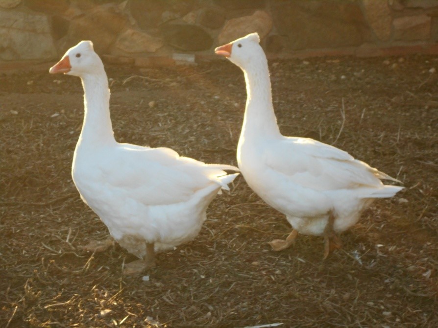 Autor Foto: Jaume Berenguer i Boix. Pareja de Oca Empordanesa.