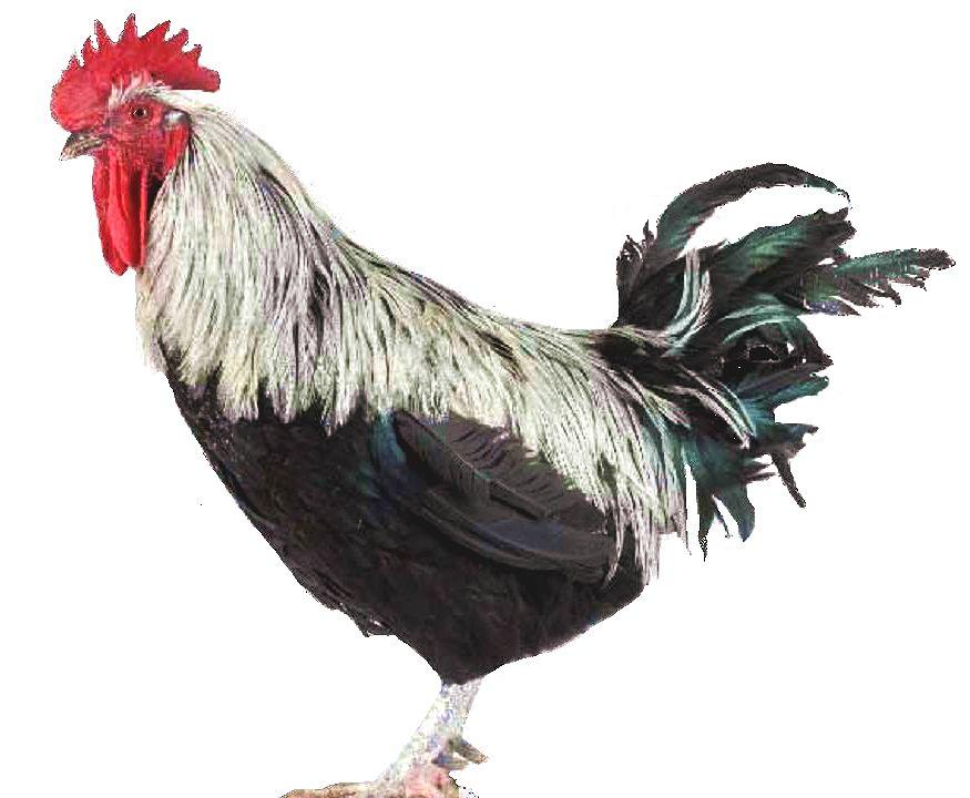 Imagen facilitada por el Instituto Nacional de Investigación y Tecnología Agraria y Alimentaria (INIA).<br/>Fuente: “Razas españolas de gallinas. El programa de conservación del INIA (1975- 2010)”.<br/>Sexo: Macho