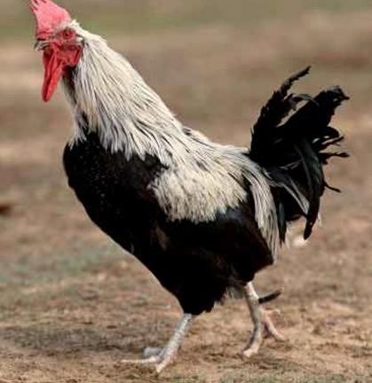 Imagen facilitada por el Instituto Nacional de Investigación y Tecnología Agraria y Alimentaria (INIA).<br/>Fuente: “Razas españolas de gallinas. El programa de conservación del INIA (1975- 2010)”.<br/>Sexo: Macho.