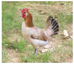 Sexo: Hembra; <br/>Comentario: Variedad Trigueña: La gallina tiene la cabeza y el cuello marrón, el dorso y el pecho de color crema salmón más claro en la zona ventral, las remeras de color negro