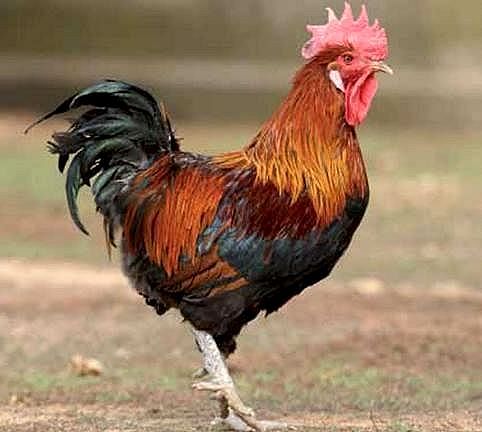 Imagen facilitada por el Instituto Nacional de Investigación y Tecnología Agraria y Alimentaria (INIA).<br/>Fuente: “Razas españolas de gallinas. El programa de conservación del INIA (1975- 2010)”.<br/>Sexo: Macho.<br/>