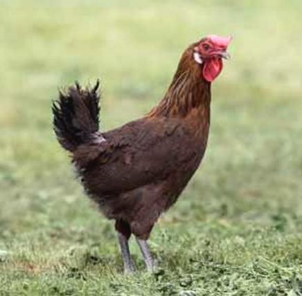 Imagen facilitada por el Instituto Nacional de Investigación y Tecnología Agraria y Alimentaria (INIA).<br/>Fuente: “Razas españolas de gallinas. El programa de conservación del INIA (1975- 2010)”.<br/>Sexo: hembra.