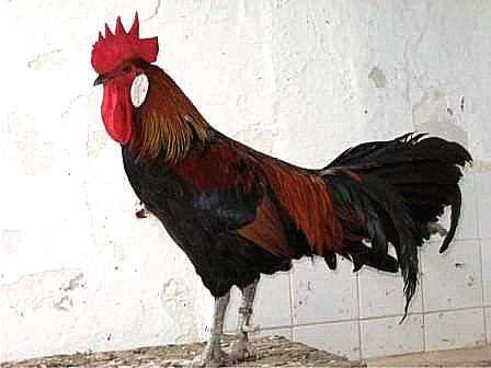 Autor: José Eduardo Trellesz Gómez;<br/>Sexo: Macho;<br/>Comentario: Fotografía facilitada por FEAGAS