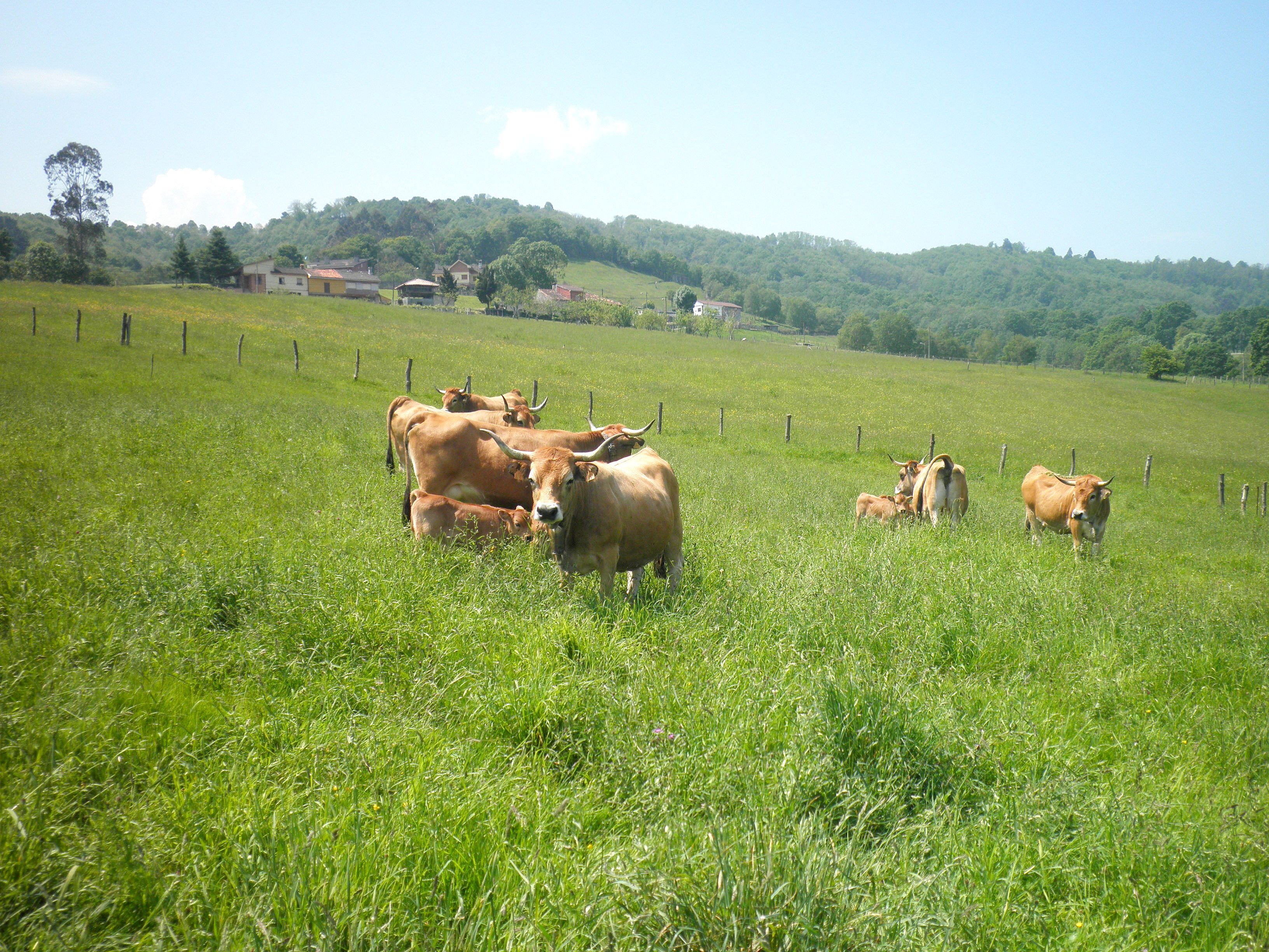 Autor: ASOCIACIÓN ESPAÑOLA DE CRIADORES DE GANADO VACUNO SELECTO DE RAZA ASTURIANA DE LA MONTAÑA. (ASEAMO).<br/>Año: 2010.<br/>Animales en su medio natural.