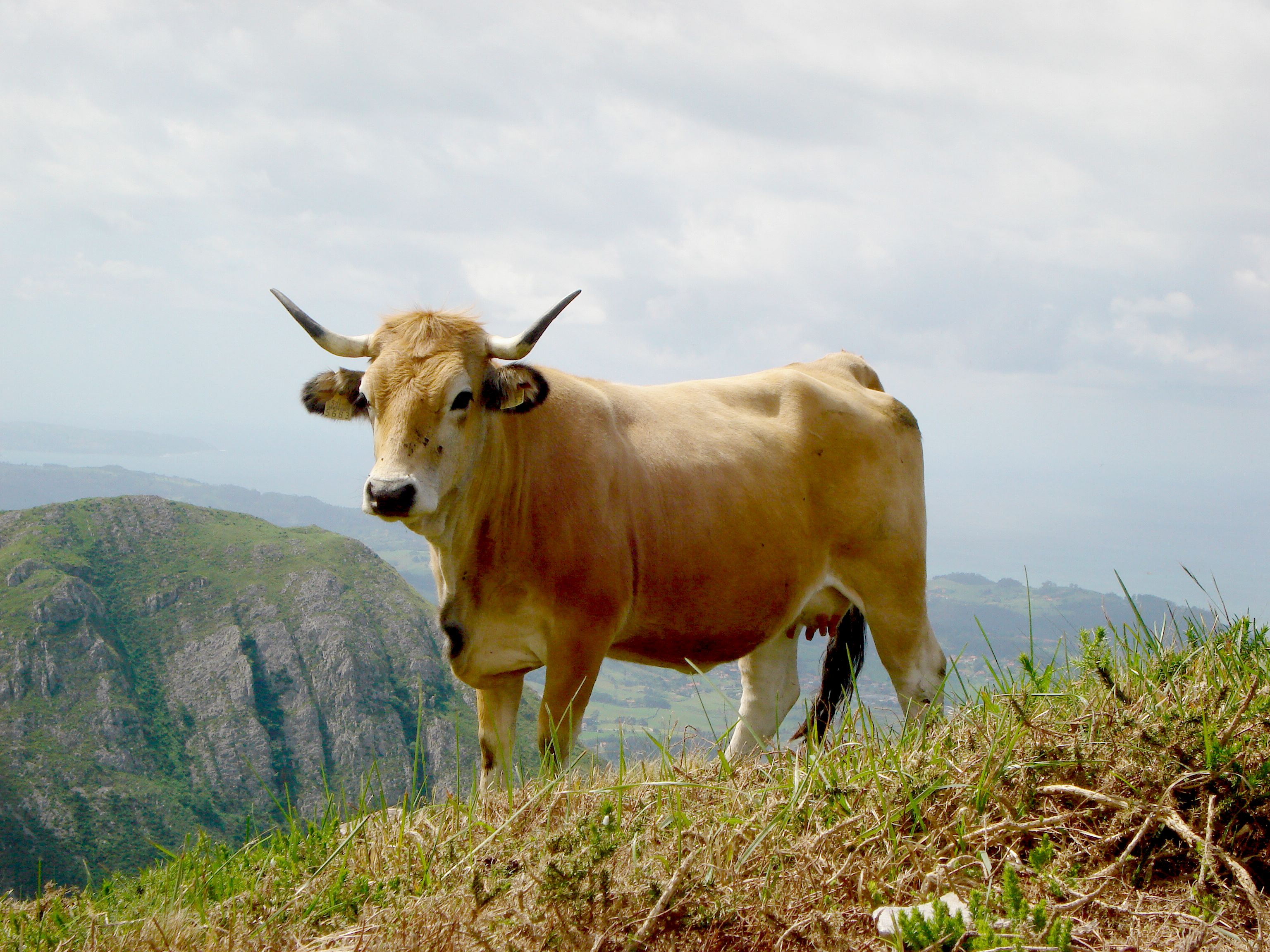 Autor: ASOCIACIÓN ESPAÑOLA DE CRIADORES DE GANADO VACUNO SELECTO DE RAZA ASTURIANA DE LA MONTAÑA. (ASEAMO).<br/>Año: 2011.<br/>Sexo: Hembra.