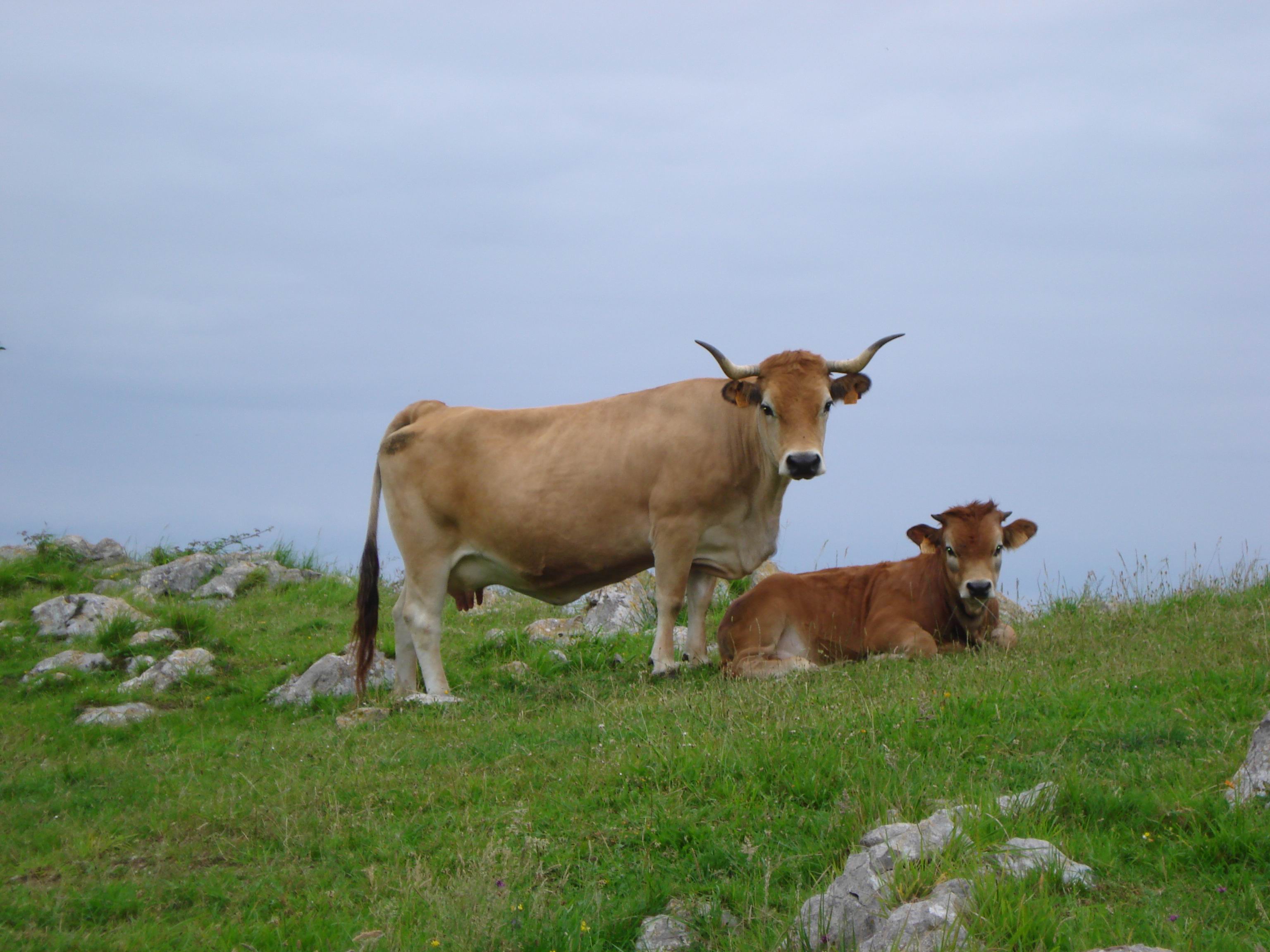 Autor: ASEAMO;<br/>Año: 2009;<br/>Sexo: Hembra;<br/>Comentario: Vaca de la raza Asturiana de la Montaña