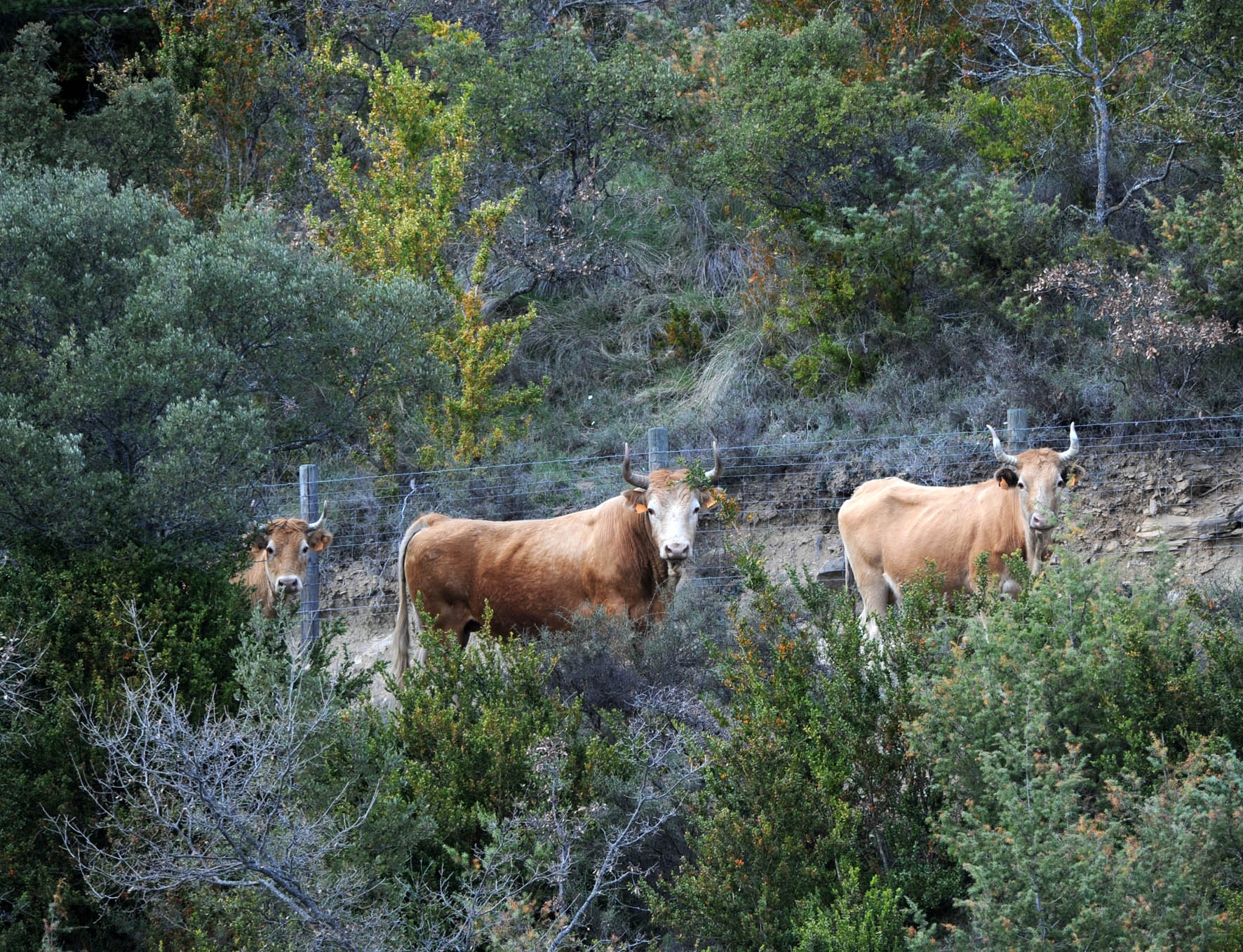 Animales en su medio natural.<br/>Imagen facilitada por la ASOCIACIÓN DE GANADEROS DE BETIZU DE NAVARRA (ASBENA).<br/>