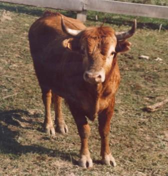 Autor: Alberto Perez de Muniain;<br/>Año: 1990;<br/>Sexo: Macho;<br/>Comentario: Finca Sastoia del Gobierno de Navarra 