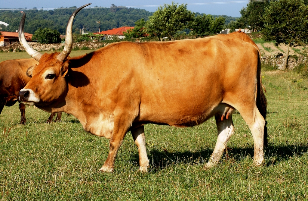 Imagen de Cachena (hembra), fuente MAGRAMA