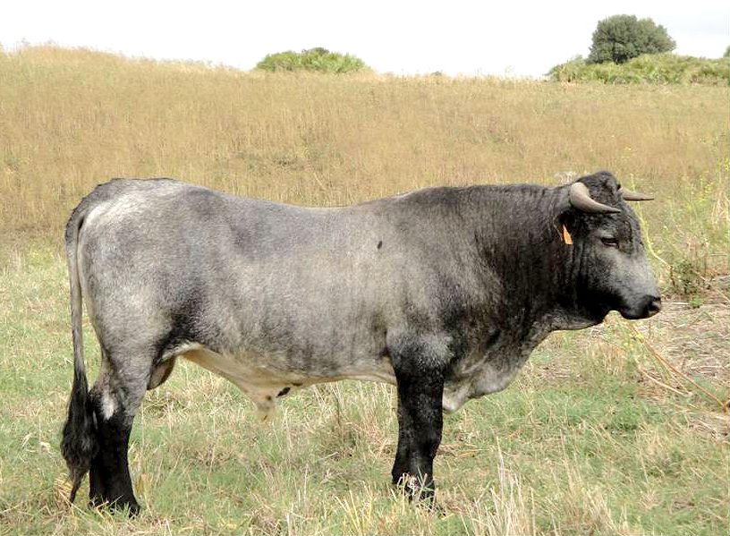 Autor: Ana María González Martínez.<br/>Año: 2012<br/>Sexo: Macho.<br/>Comentario: Explotación Agropecuaria La Pitilla.<br/>Imagen facilitada por la ASOCIACIÓN DE CRIADORES DE GANADO BOVINO DE RAZA CÁRDENA ANDALUZA (RCA).
