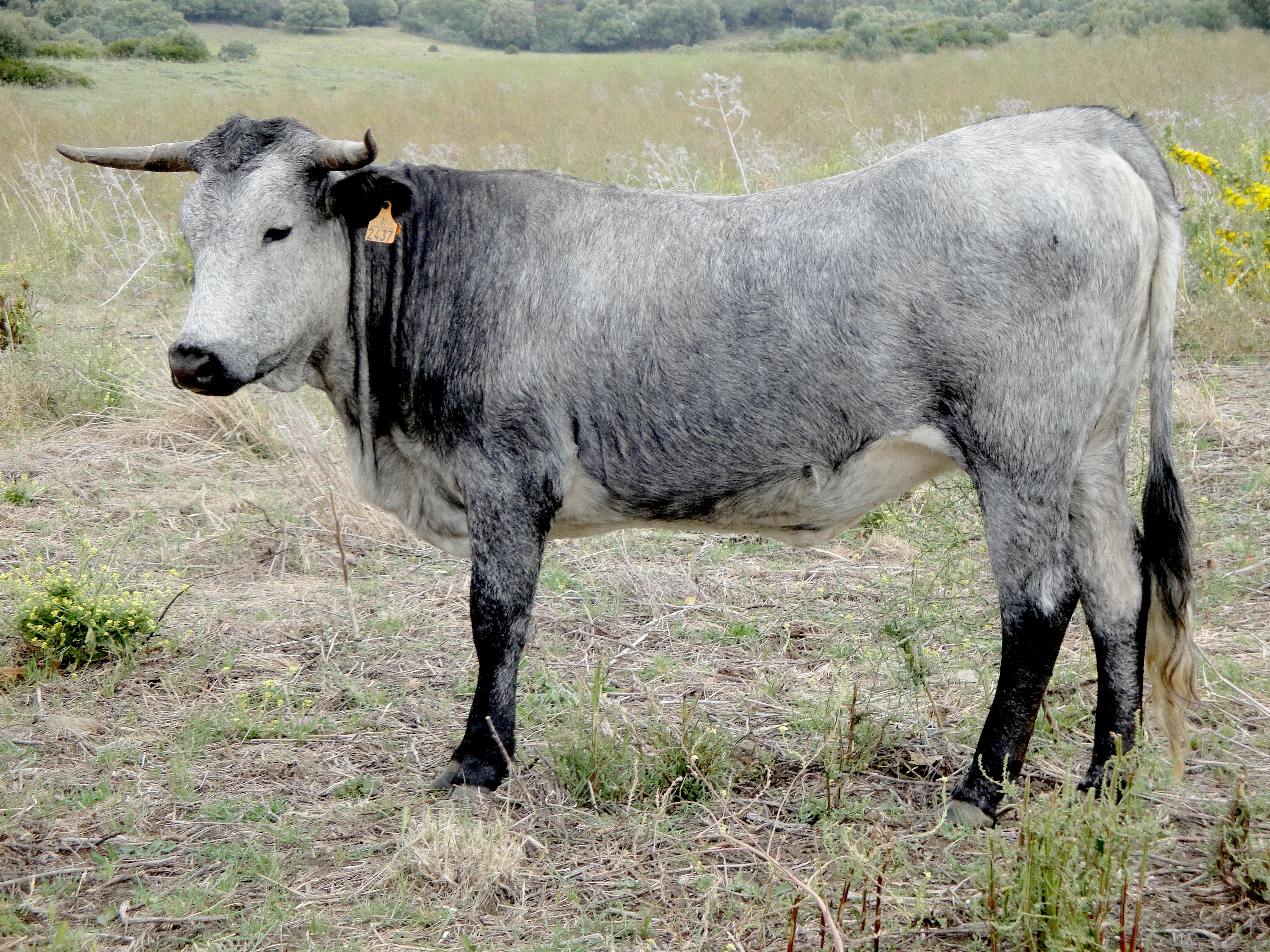 Autor: Ana María González Martínez.<br/>Año: 2012<br/>Sexo: Hembra.<br/>Comentario: Explotación Agropecuaria La Pitilla.<br/>Imagen facilitada por la ASOCIACIÓN DE CRIADORES DE GANADO BOVINO DE RAZA CÁRDENA ANDALUZA (RCA).