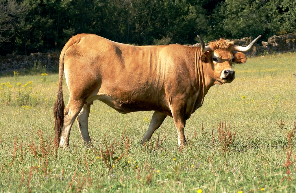 Imagen de Frieiresa (hembra), fuente MAGRAMA.