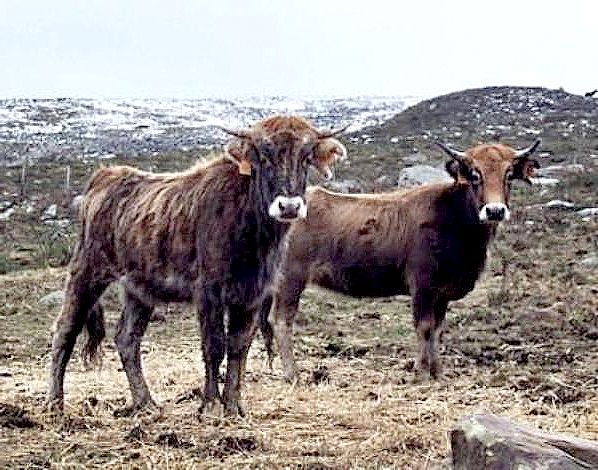 Autor: CENSYRA de Torrelavega;<br/>Año: 2009; <br/>Sexo: Hembra; <br/>Comentario: Vacas de la raza Monchina