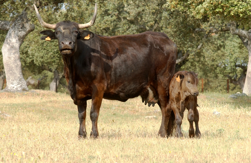 Imagen Morucha variedad Negra (hembra con cría), fuente MAGRAMA.