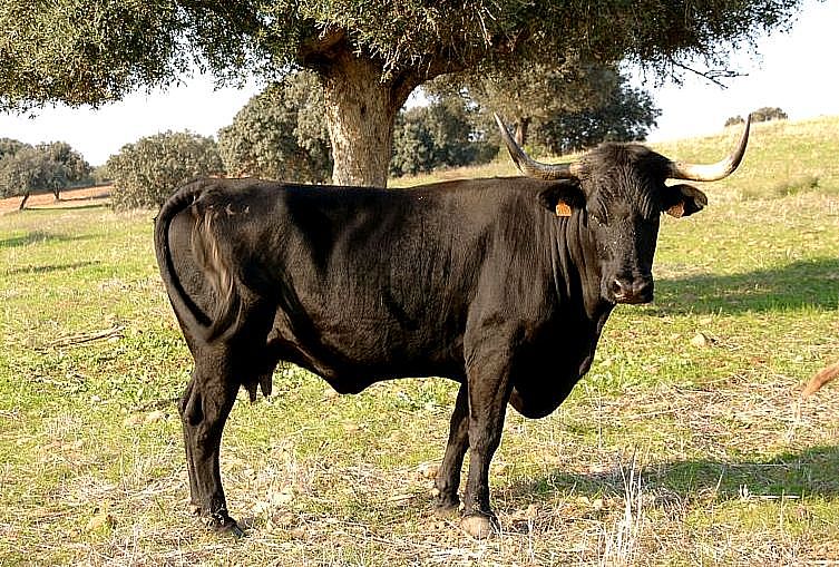 Imagen de Negra Andaluza (hembra), fuente MAGRAMA.
