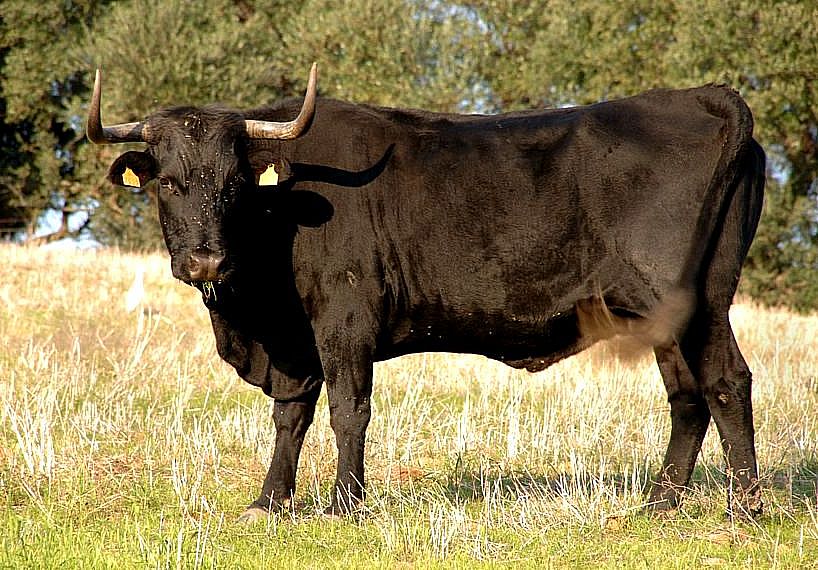 Imagen de Negra Andaluza (hembra), fuente MAGRAMA.