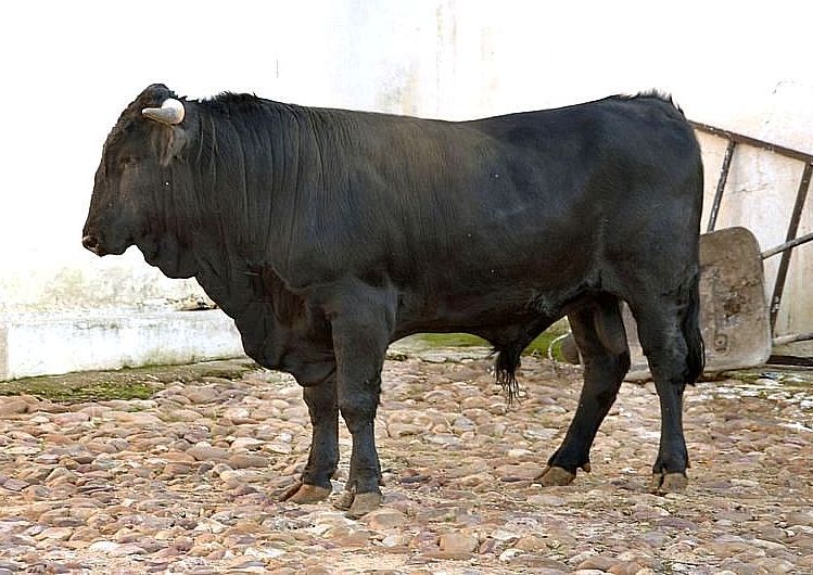 Imagen de Negra Andaluza (macho), fuente MAGRAMA.