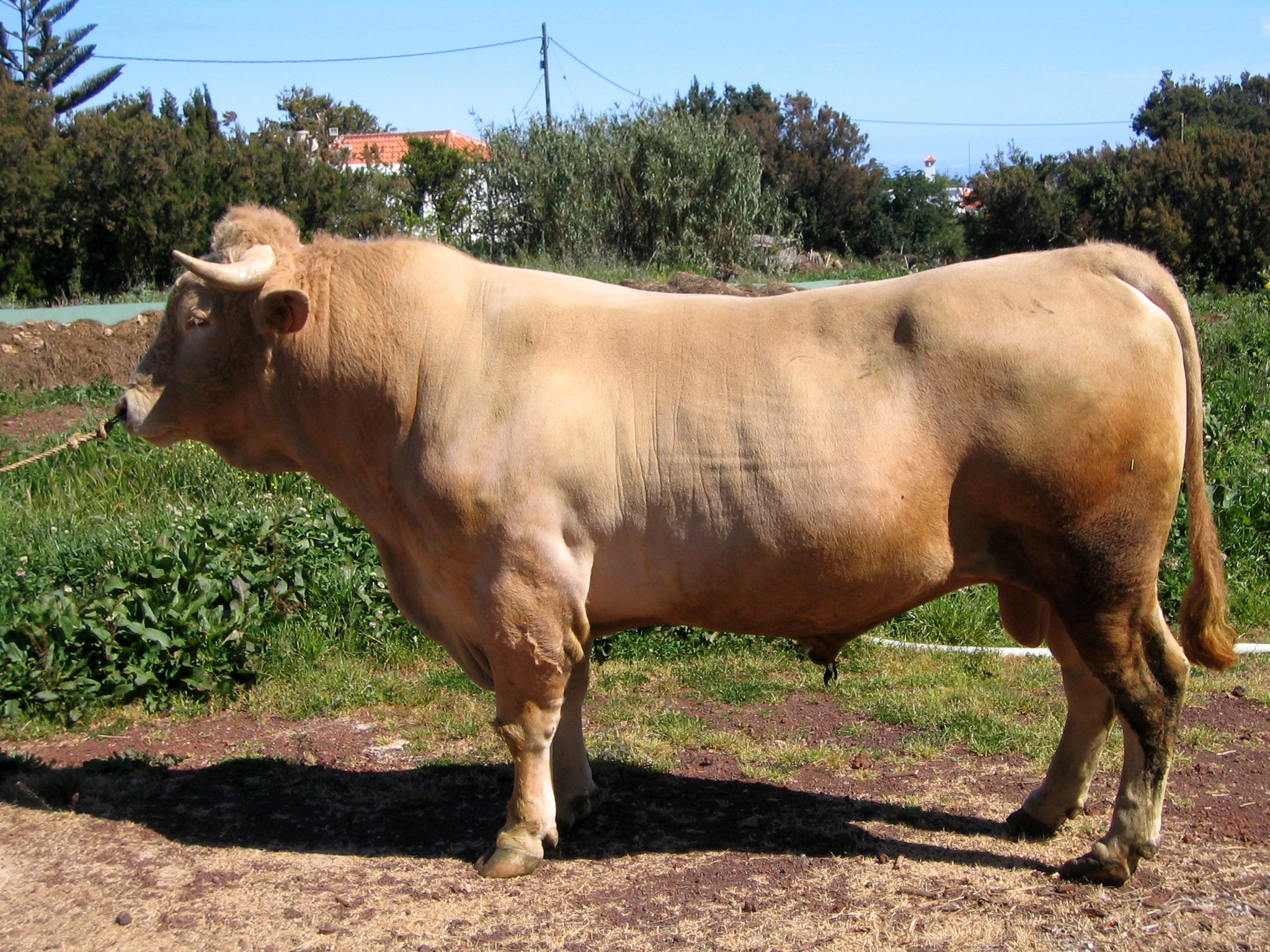 Autor: Ana Novo Gómez.<br/>Año: 2005<br/>Sexo: Macho.<br/>Comentario: Imagen facilitada por la ASOCIACIÓN ESPAÑOLA DE CRIADORES DE RAZA PALMERA (AVAPAL).