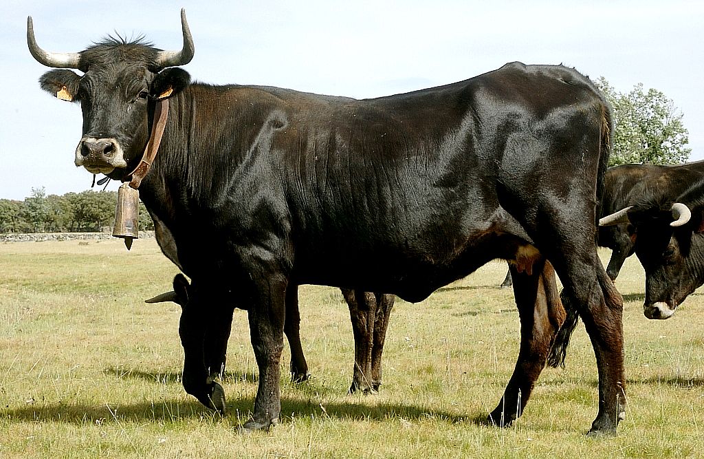 Imagen de Sayaguesa (hembra), fuente MAGRAMA.