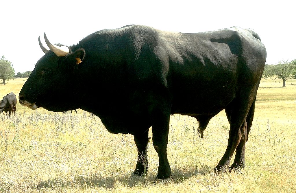Imagen de Sayaguesa (macho), fuente MAGRAMA.