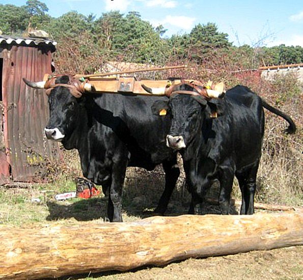 Autor: Asociacion de criadores (José Mª Manchado); <br/>Año: 2010; <br/>Sexo: Hembra;<br/>Comentario: Pareja de hembras para el manejo de troncos de madera en el bosque.