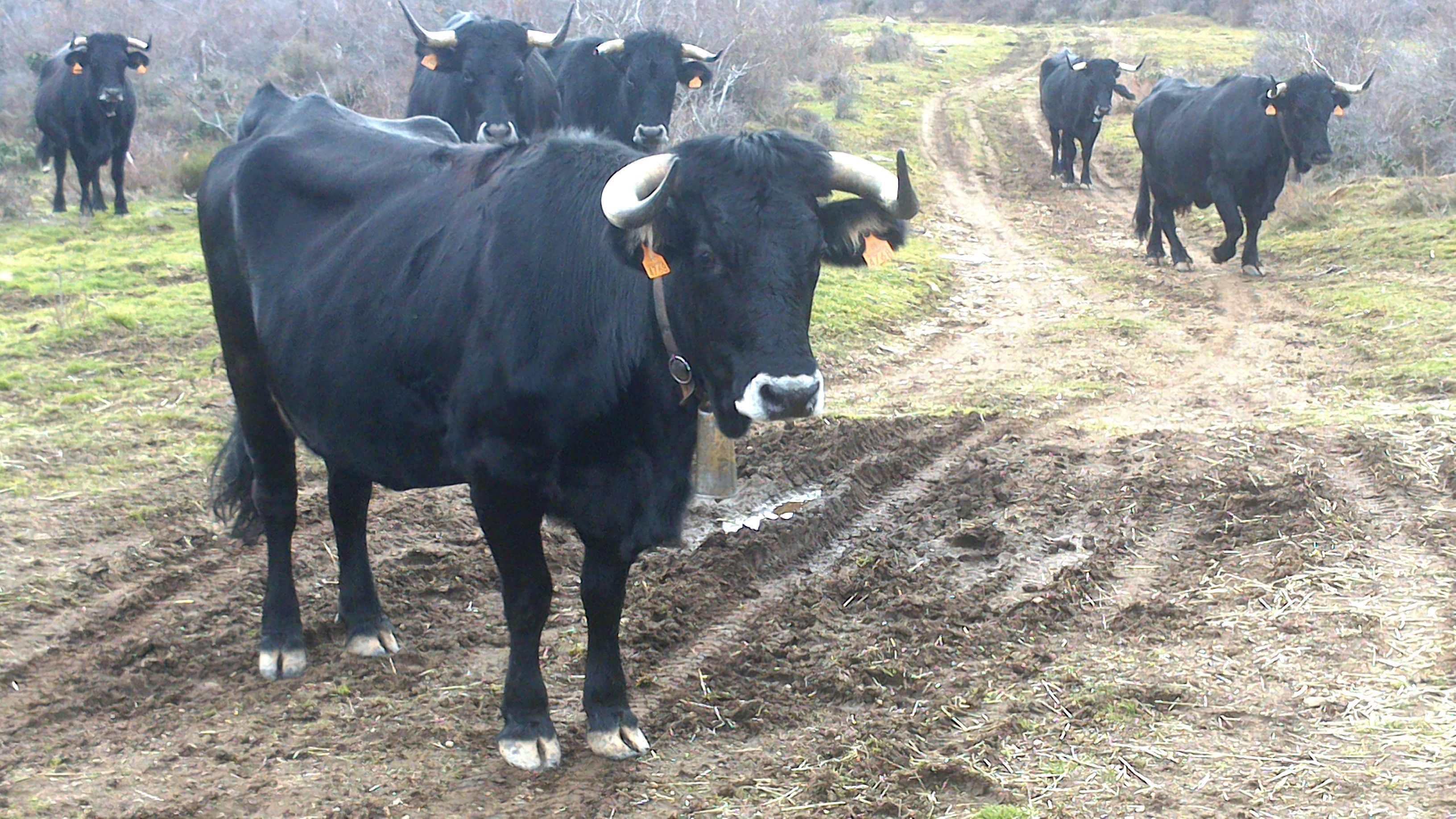 Autor: Juan Martínez.<br/>Año: 2014.<br/>Rebaño.<br/>Comentario: Valtarejos (Soria).<br/>Imagen facilitada por la ASOCIACIÓN DE CRIADORES DE GANADO BOVINO DE RAZA SERRANA NEGRA.
