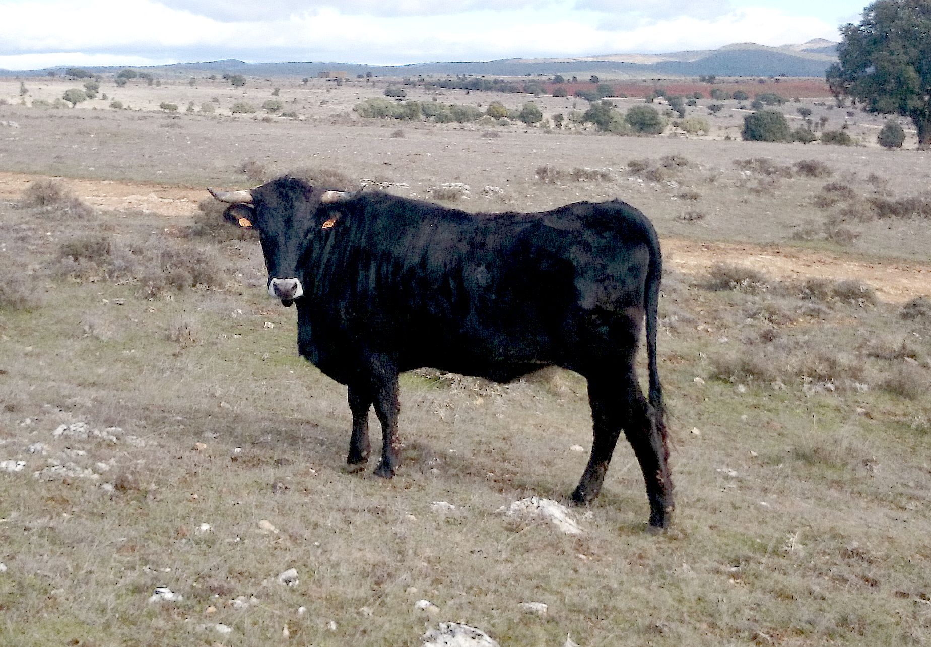 Autor: José Mª Manchado.<br/>Año: 2014.<br/>Sexo: Hembra.<br/>Comentario: La Muela (Soria).<br/>Imagen facilitada por la ASOCIACIÓN DE CRIADORES DE GANADO BOVINO DE RAZA SERRANA NEGRA.