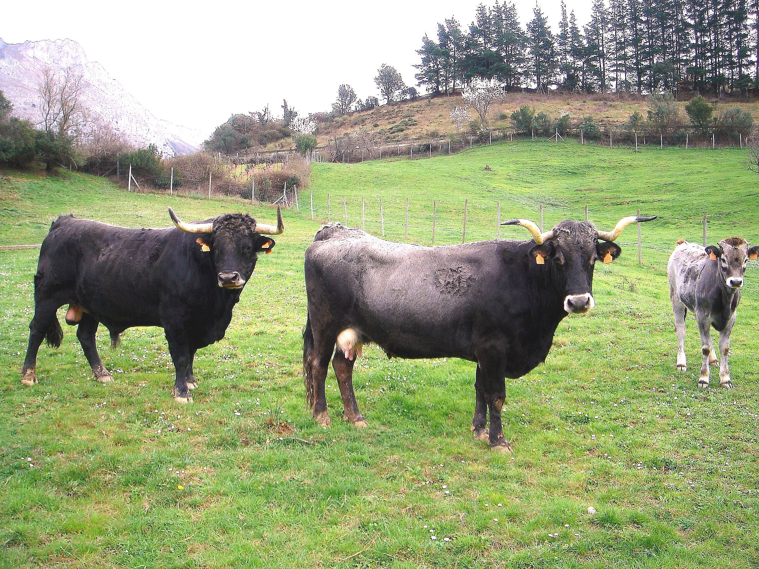 Autor: Rosendo Sainz Trueba.<br/>Sexo: Macho, hembra y cría.<br/>Comentario: Animales de la ganadería selecta que la Asociación tiene en la finca de Sotama, Liébana (Cantabria).<br/>Imagen facilitada por la ASOCIACIÓN NACIONAL DE CRIADORES DE GANADO VACUNO DE RAZA TUDANCA.