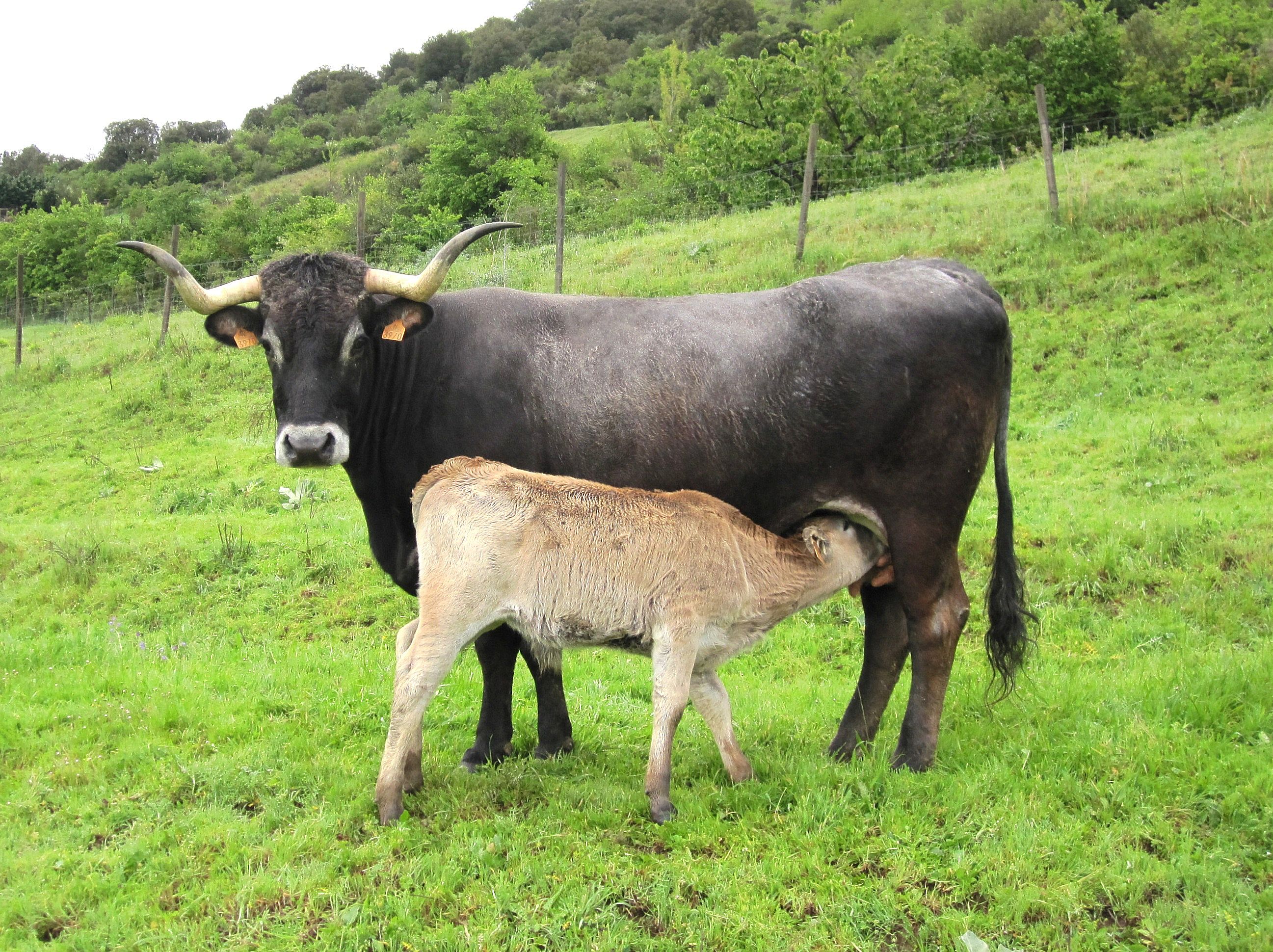 Autor: Rosendo Sainz Trueba.<br/>Sexo: Hembra con cría.<br/>Comentario: Animales de la ganadería selecta que la Asociación tiene en la finca de Sotama, Liébana (Cantabria).<br/>Imagen facilitada por la ASOCIACIÓN NACIONAL DE CRIADORES DE GANADO VACUNO DE RAZA TUDANCA.