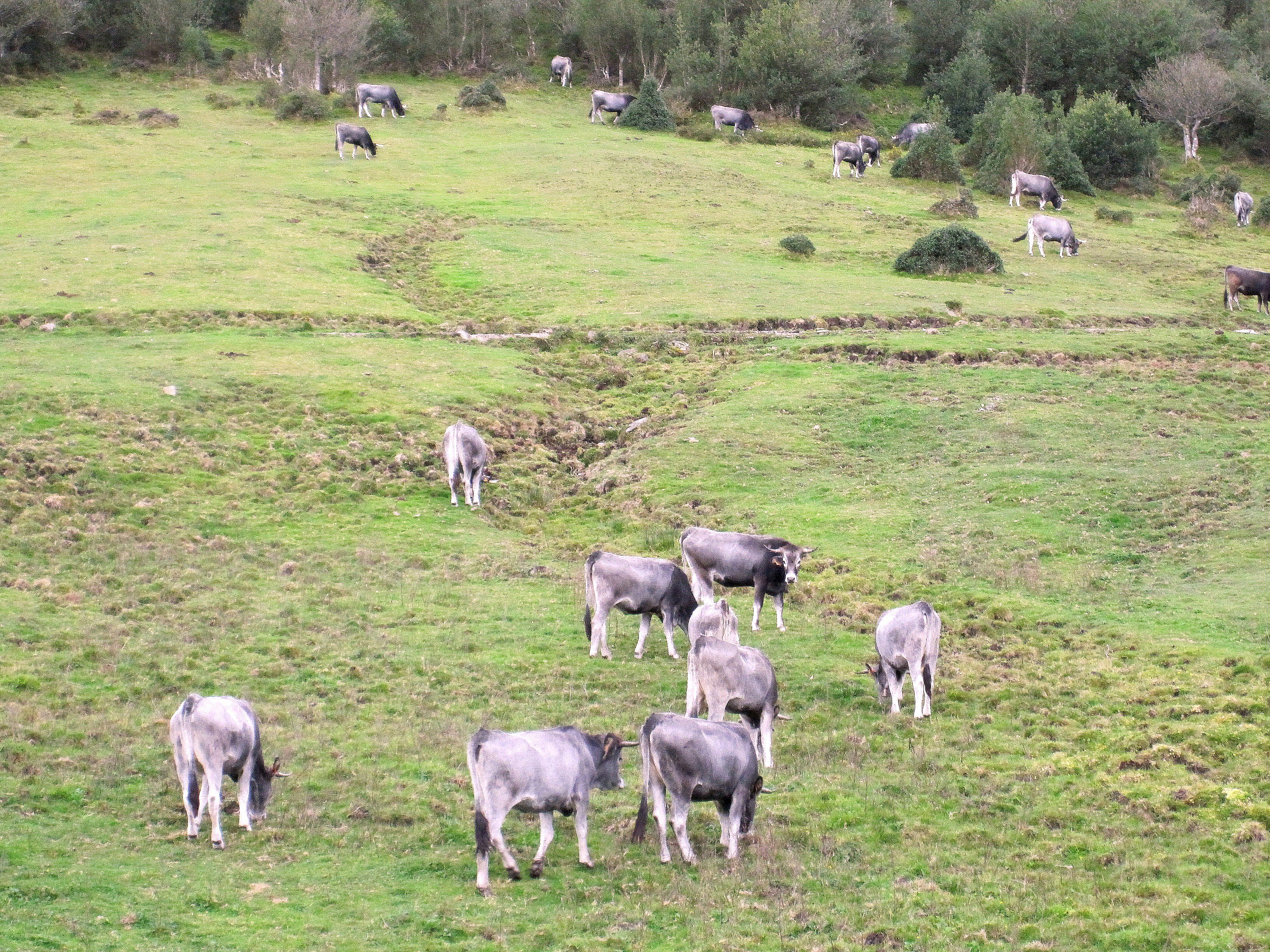 Autor: Rosendo Sainz Trueba.<br/>Rebaño en su medio natural.<br/>Comentario: Animales de la ganadería selecta que la Asociación tiene en la finca de Sotama, Liébana (Cantabria).<br/>Imagen facilitada por la ASOCIACIÓN NACIONAL DE CRIADORES DE GANADO VACUNO DE RAZA TUDANCA.
