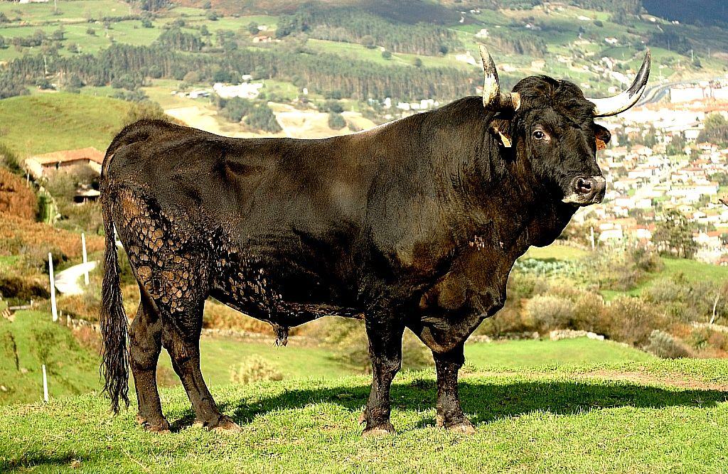 Imagen de Tudanca (macho), fuente MAGRAMA