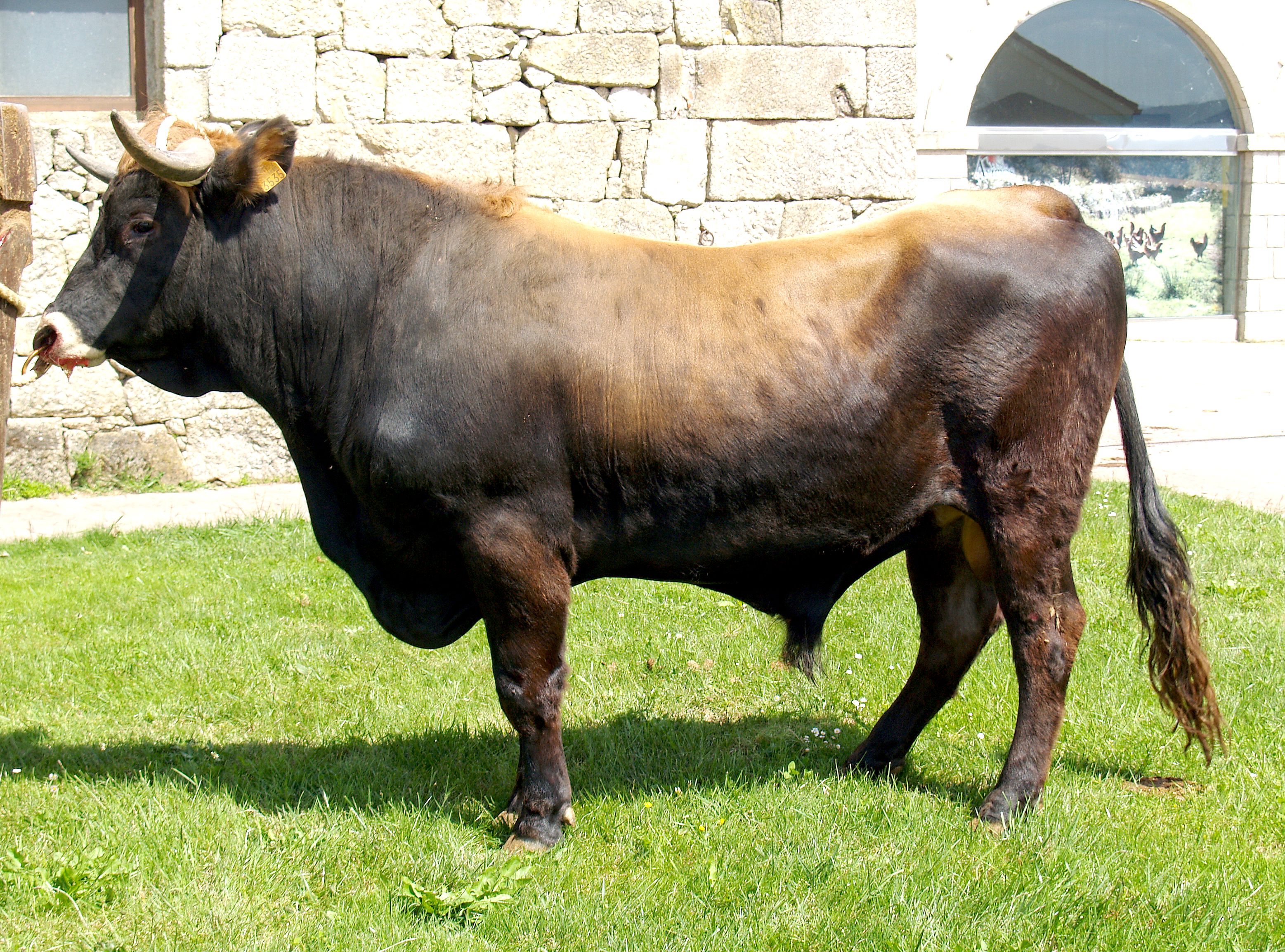 Autor: CRZG-FONTEFIZ .Xunta de Galicia.<br/>Sexo: Macho.<br/>Imagen facilitada por la Federación de razas autóctonas de Galicia (BOAGA).