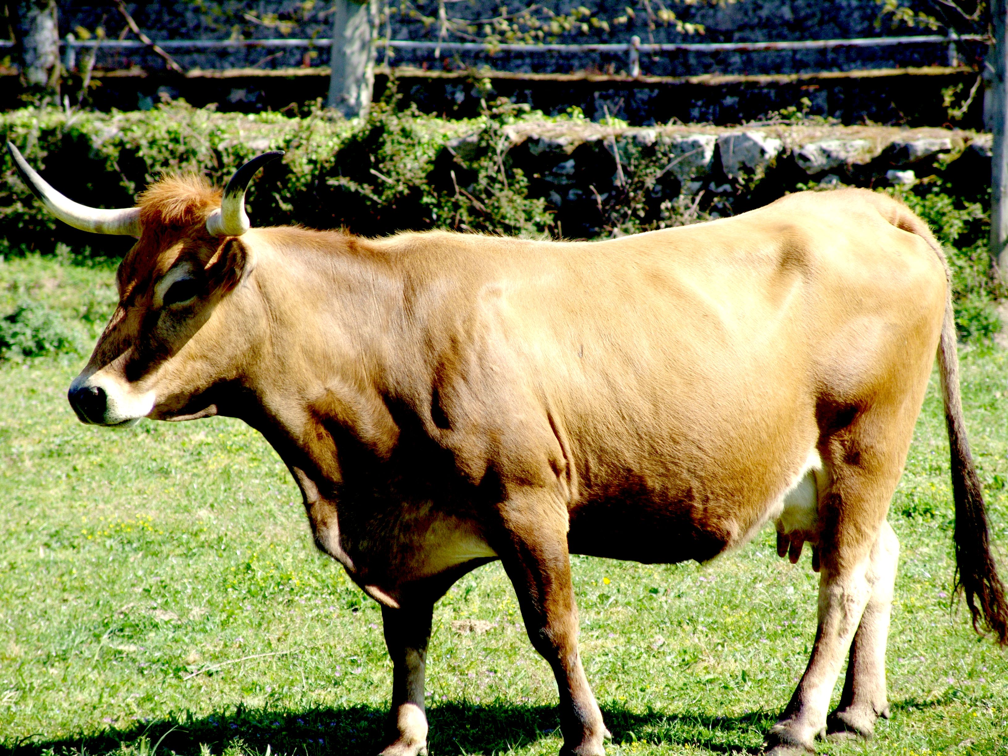 Autor: Federación de razas autóctonas de Galicia (BOAGA).<br/>Sexo: Hembra.