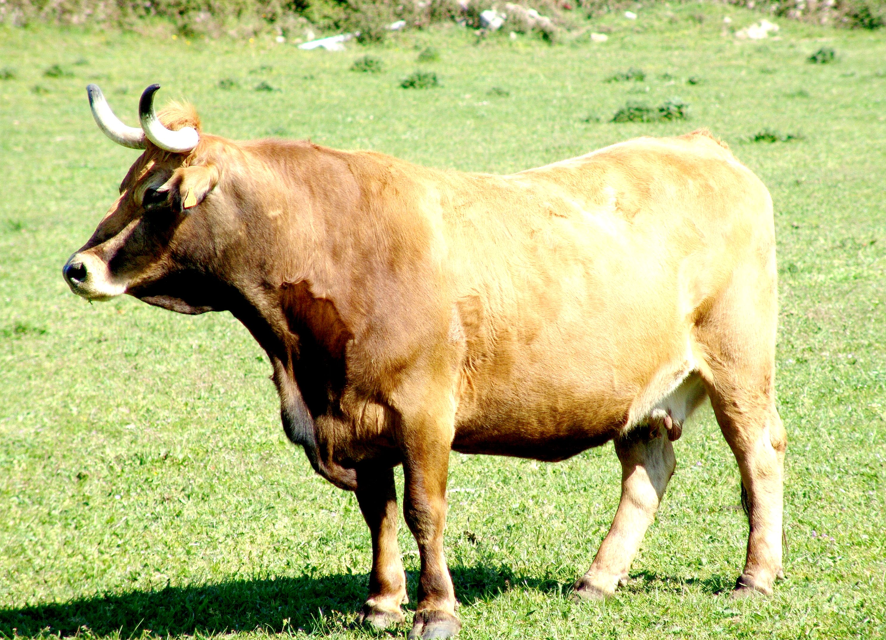 Autor: Federación de razas autóctonas de Galicia (BOAGA).<br/>Sexo: Hembra.