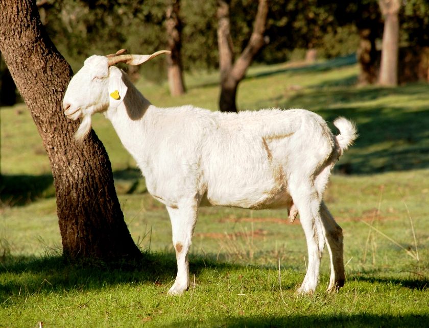 Imagen de Blanca Andaluza o Serrana (hembra), fuente MAGRAMA.