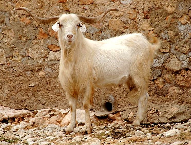 Imagen de Blanca Celtibérica (macho), fuente MAGRAMA.