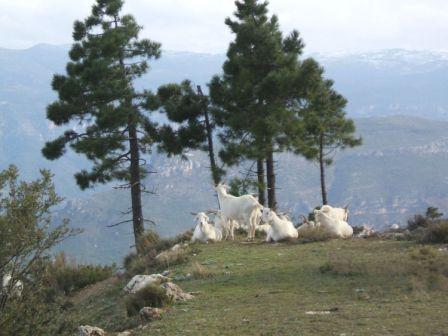 Autor: Inmaculada Rubio; <br/>Año: 2008;<br/>Sexo: Rebaño; <br/>Comentario: Paraje Monte Ardal (Yeste-Albacete) con hembras de Blanca Celtibérica de la ganadería de Jaime Buendía Elbal