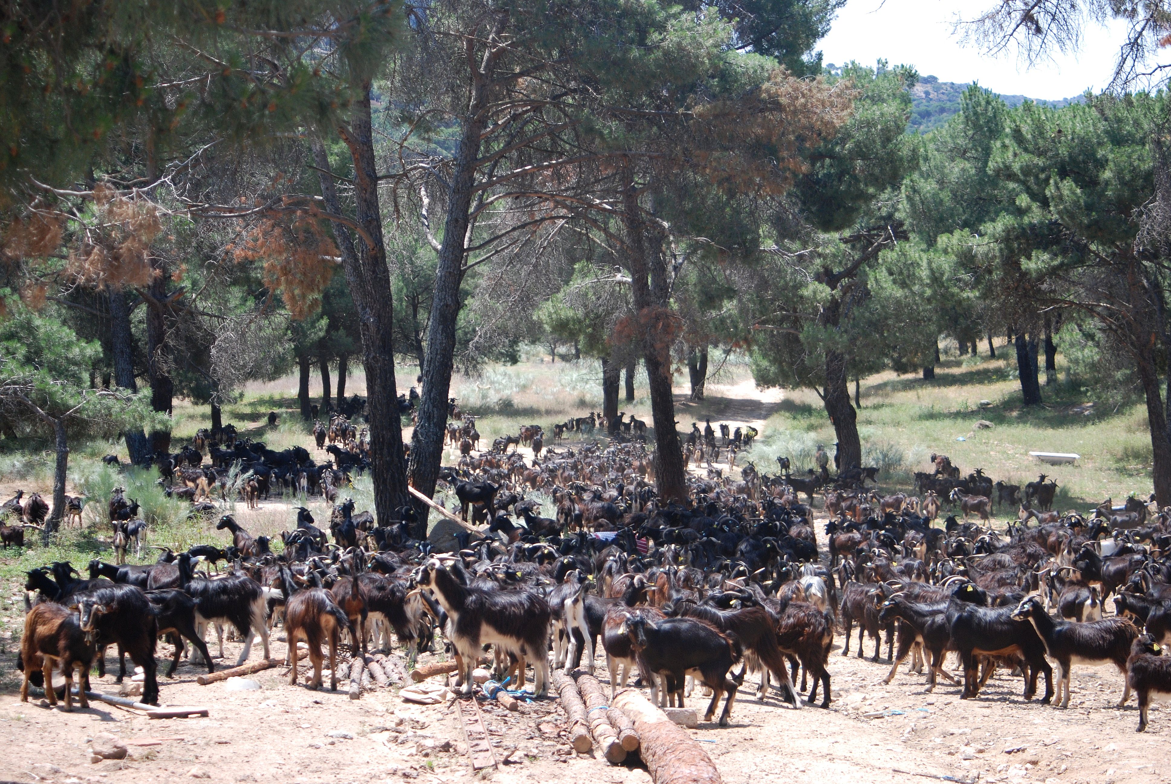 Autor: Paloma Díez de Tejada.<br/>Año: 2010.<br/>Comentario: Imagen de rebaño en su medio natural facilitada por la ASOCIACIÓN CRIADORES GANADO CAPRINO DE LA RAZA DEL GUADARRAMA (ACGCRG).