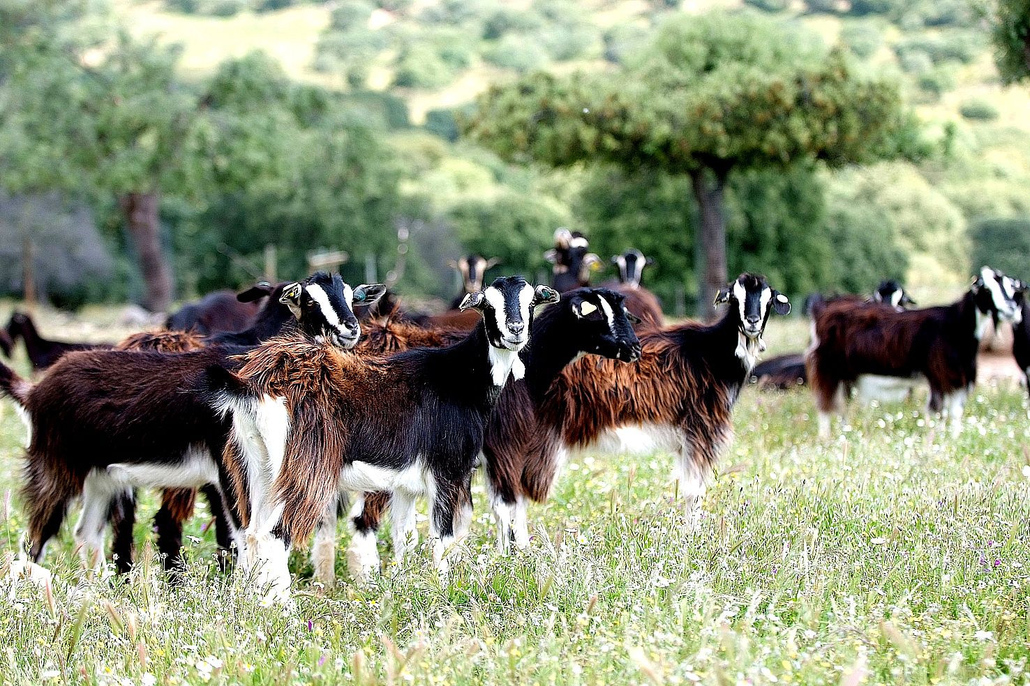 Autor: Juan Antonio Martín del Pozo.<br/>Año: 2011.<br/>Sexo: Hembra.<br/>Comentario: Imagen de rebaño facilitada por la ASOCIACIÓN CRIADORES GANADO CAPRINO DE LA RAZA DEL GUADARRAMA (ACGCRG).