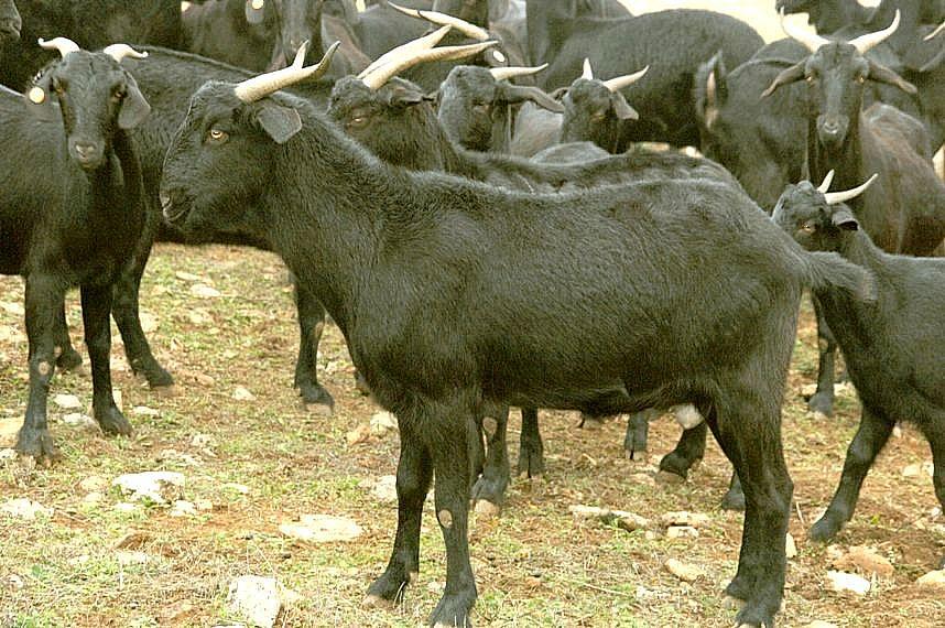 Imagen Negra Serrana (rebaño), fuente MAGRAMA.