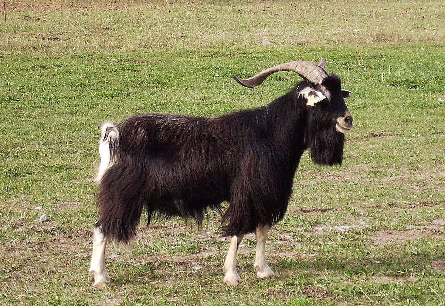 Autor: RICARDO AZON PARDO; <br/>Año: 2010; <br/>Sexo: Macho; <br/>Comentario: Buco o Macho Cabrío de raza Pirenaica, en Orós Bajo (Huesca)