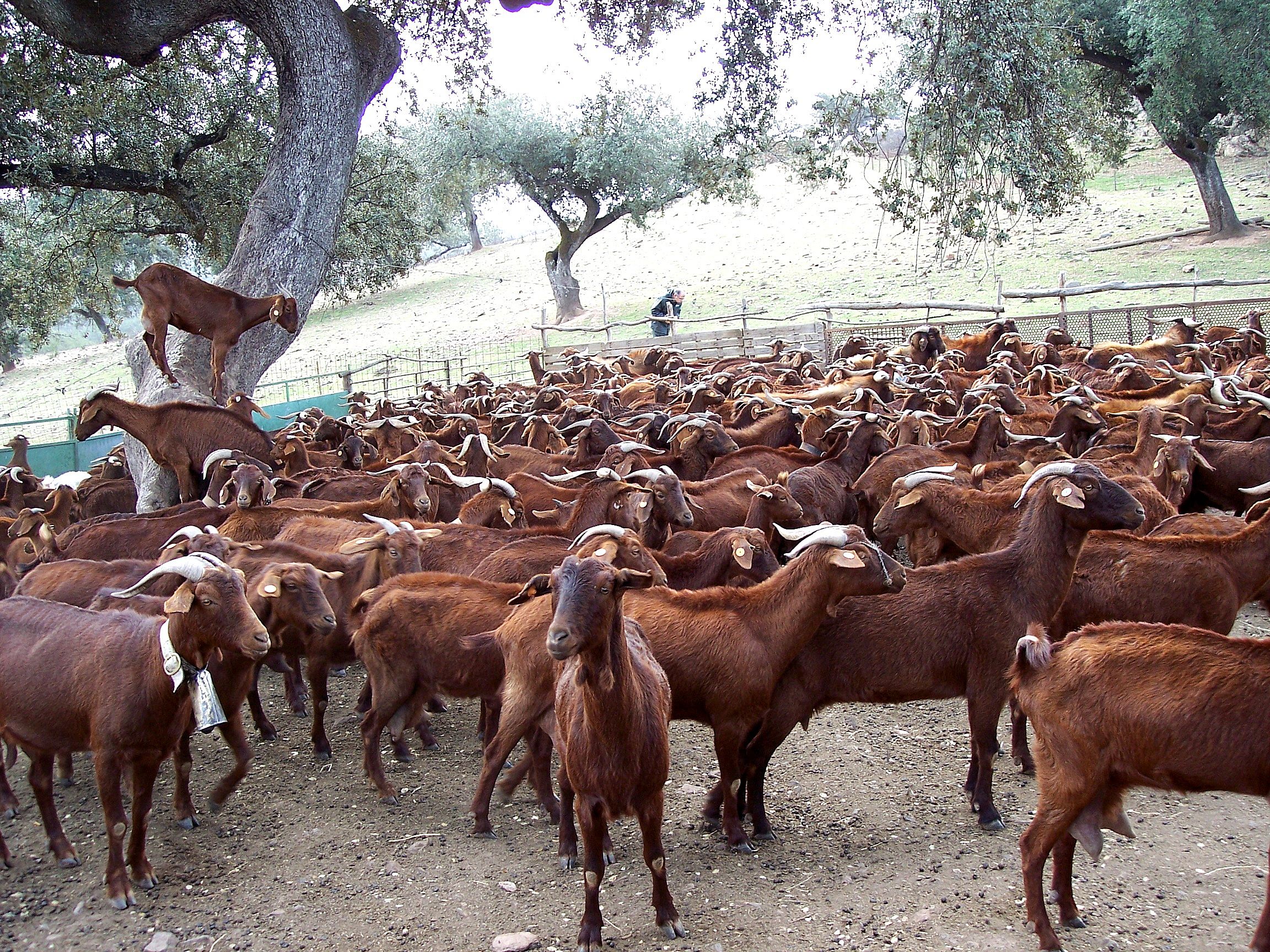 Autor: Juan Andrés Bravo Delgado.<br/>Año: 2004.<br/>Rebaño.<br/>Comentario: Imágenes tomadas en la provincia de Badajoz, en las comarcas de Herrera del Duque, Jerez de los Caballeros y en el propio Badajoz.<br/>Facilitadas por la ASOCIACIÓN DE CRIADORES DE GANADO CAPRINO DE RAZA RETINTA EXTREMEÑA (ACCRE).
