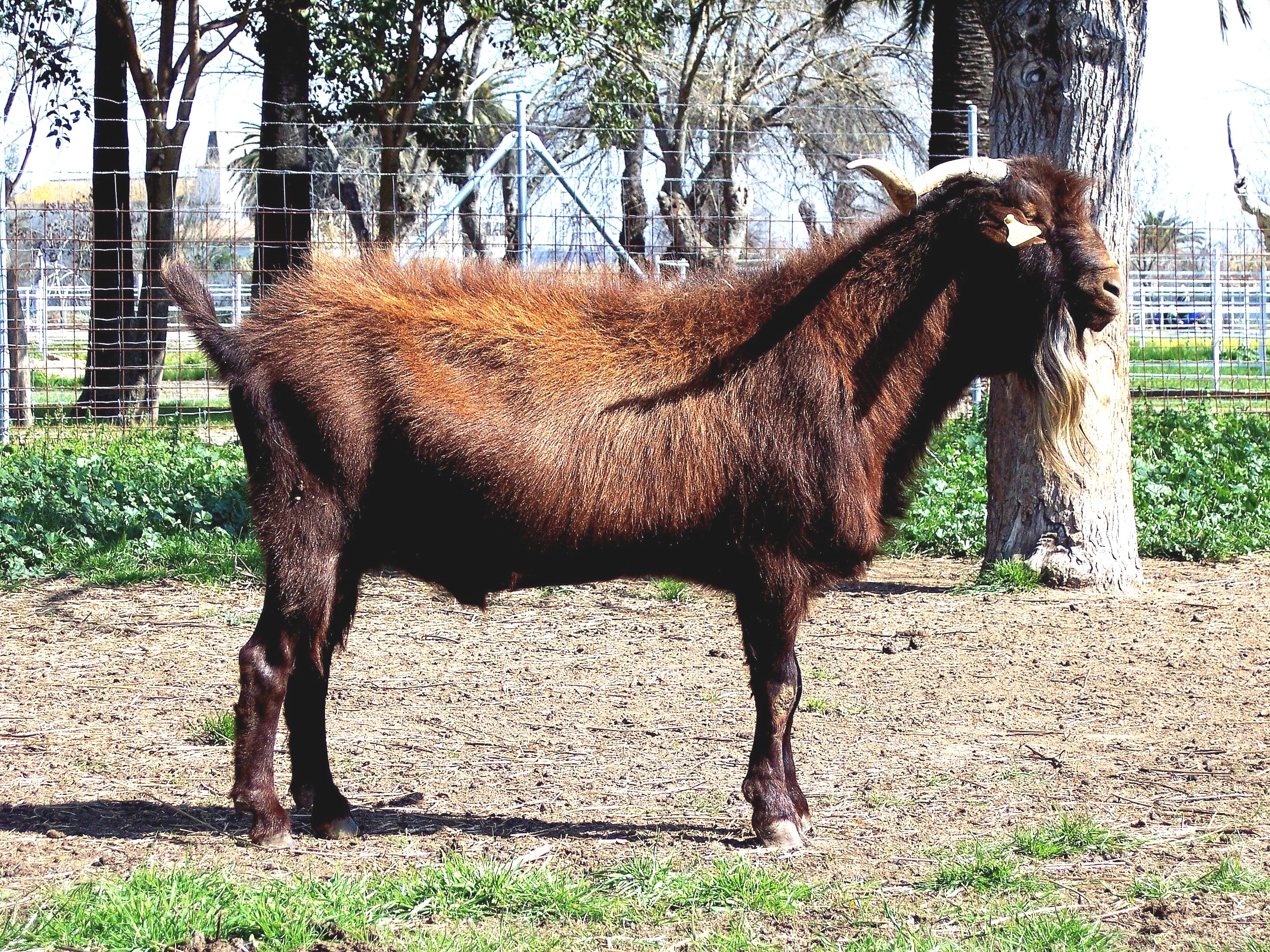Autor: Juan Andrés Bravo Delgado.<br/>Año: 2004.<br/>Sexo: MACHO.<br/>Comentario: Imágenes tomadas en la provincia de Badajoz, en las comarcas de Herrera del Duque, Jerez de los Caballeros y en el propio Badajoz.<br/>Facilitadas por la ASOCIACIÓN DE CRIADORES DE GANADO CAPRINO DE RAZA RETINTA EXTREMEÑA (ACCRE).