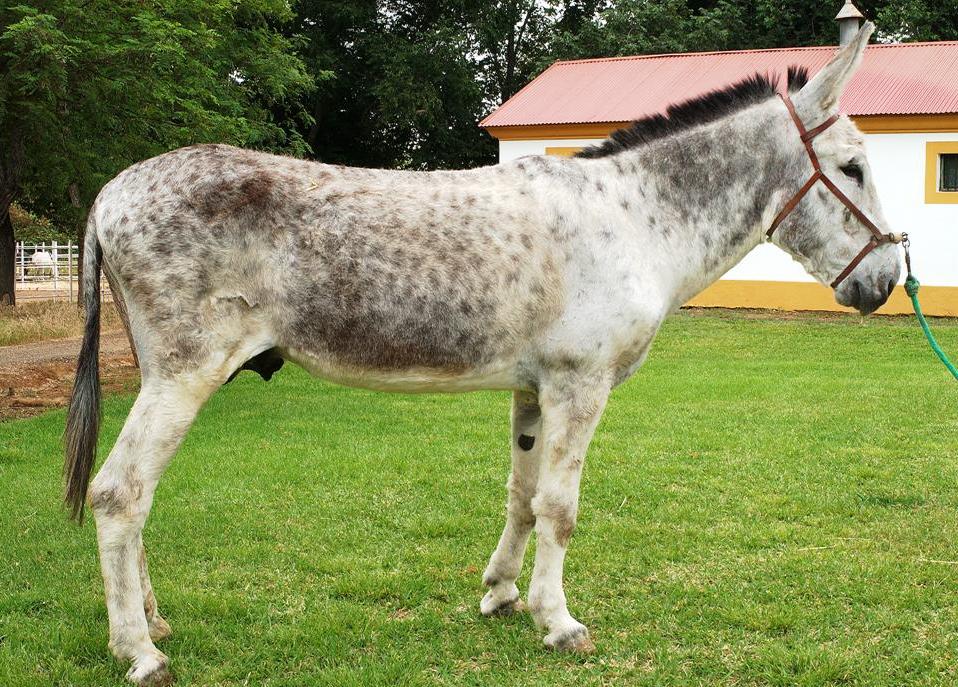 Imagen de asno Andaluz (macho), fuente MAGRAMA.