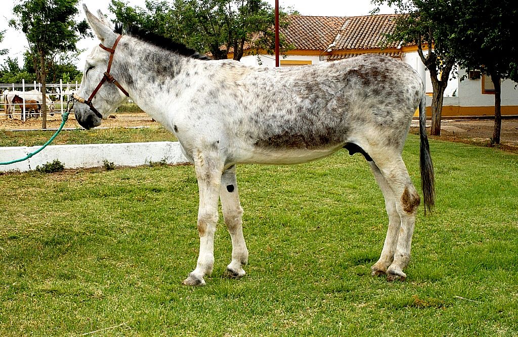 Imagen asno ANdaluz (macho), fuente MAGRAMA.